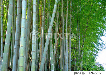 竹林 42677978