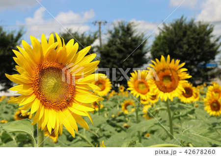 ひまわり畑 42678260