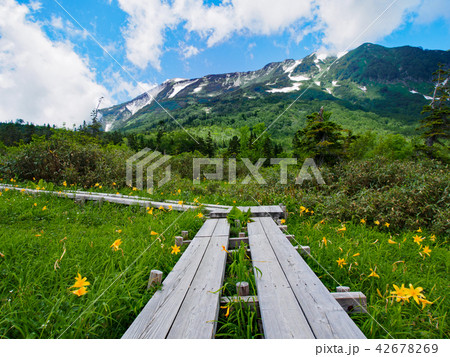 夏の栂池散策 42678269
