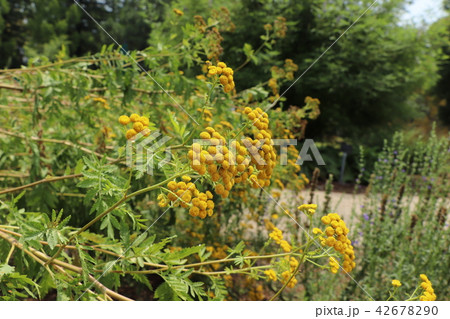 キク科の植物・タンジー キク科の植物・タンジー 42678290