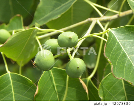 これから黒く熟し白い種を生むナンキンハゼの未熟な実 42678386