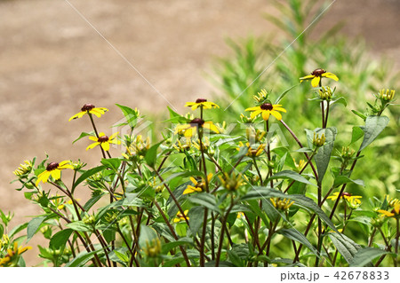 ルドベキア・タカオ ルドベキア・タカオ 42678833