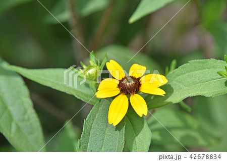 ルドベキア・タカオ 42678834