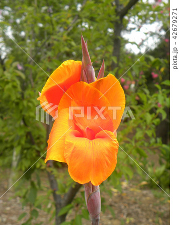 大きいオレンジ色の花カンナ多年草の写真素材