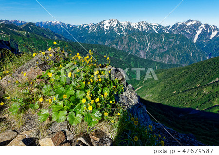 鹿島槍ヶ岳稜線のミヤマダイコンソウの花と残雪の剣立山連峰 42679587