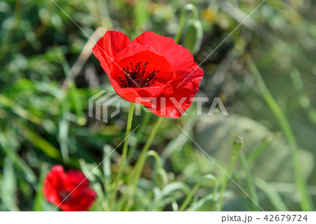 Flower Red poppy blossom on wild field 42679724