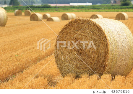 北海道十勝　牧草ロール 06 42679816