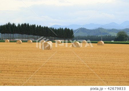 北海道十勝　牧草ロール 23 42679833