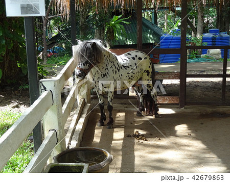 タイ　チェンマイ　チェンマイ動物園 42679863