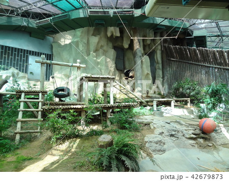 タイ　チェンマイ　チェンマイ動物園 42679873