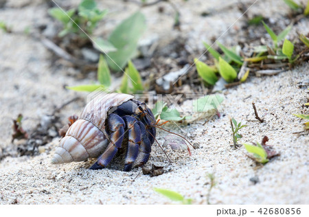 オカヤドカリ 42680856