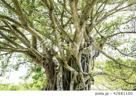 精霊が宿るガジュマルの樹 精霊が宿るガジュマルの樹 42681100