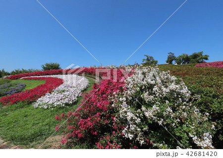 夏の馬見丘陵公園 42681420