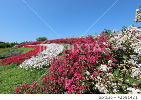 夏の馬見丘陵公園 夏の馬見丘陵公園 42681421