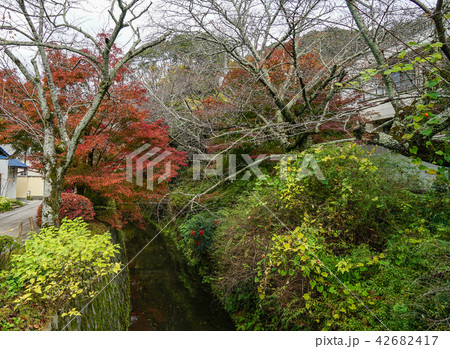 Autumn trees at garden in Kyoto, Japan Autumn trees at garden in Kyoto, Japan 42682417