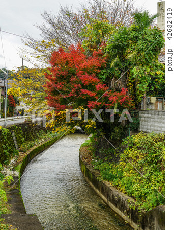 Autumn trees at garden in Kyoto, Japan Autumn trees at garden in Kyoto, Japan 42682419