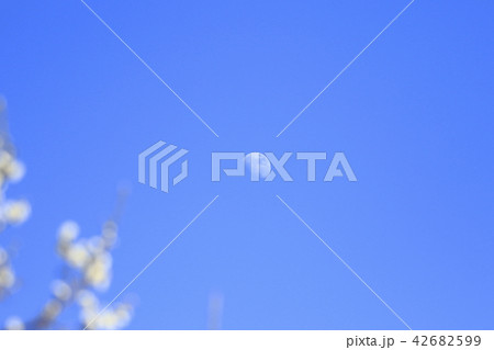昼の月 青空の花の前ボケ 昼の月 青空の花の前ボケ 42682599