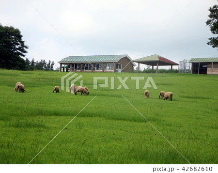 夏の霧島高千穂牧場 夏の霧島高千穂牧場 42682610
