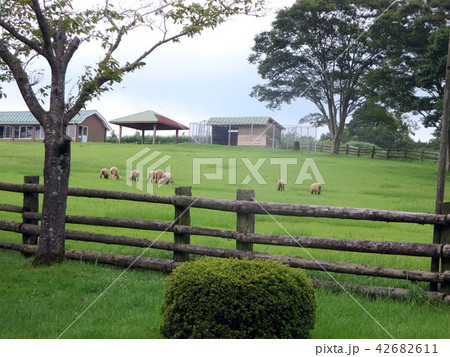 夏の霧島高千穂牧場 夏の霧島高千穂牧場 42682611