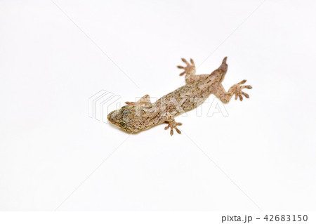 尻尾が生えてきた　ヤモリ 42683150