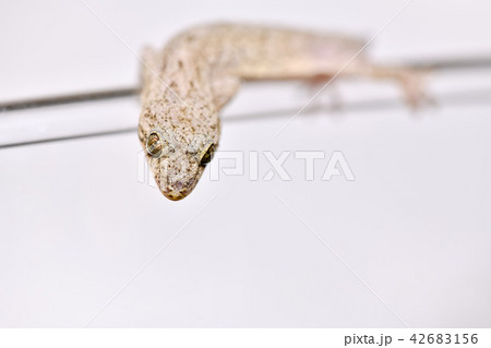 尻尾が生えてきた ヤモリ 尻尾が生えてきた ヤモリ 42683156