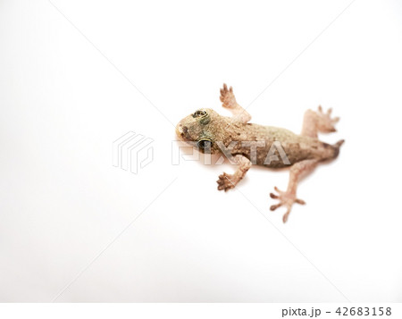 尻尾が生えてきた ヤモリの写真素材 尻尾が生えてきた ヤモリの写真素材