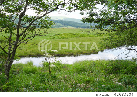 八島湿原 八島湿原 42683204