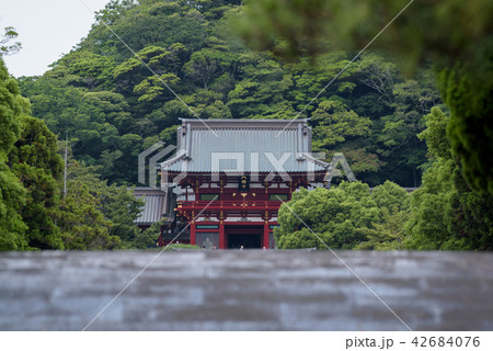 鎌倉　鶴岡八幡宮 42684076