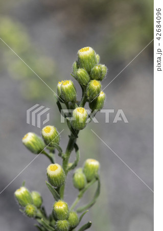 オオアレチノギク 42684096