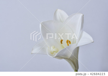 百合 百合 42684223