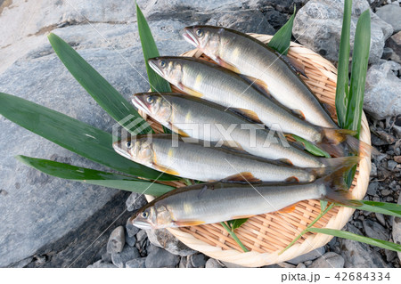 天然鮎 天然鮎 42684334