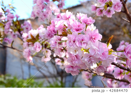 ササベザクラ　桜 42684470