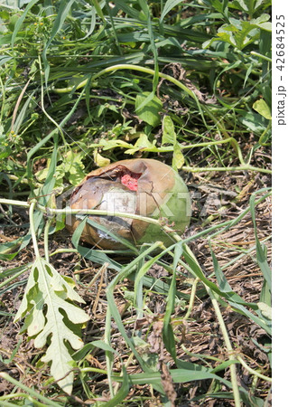 腐ったスイカ 腐ったスイカ 42684525