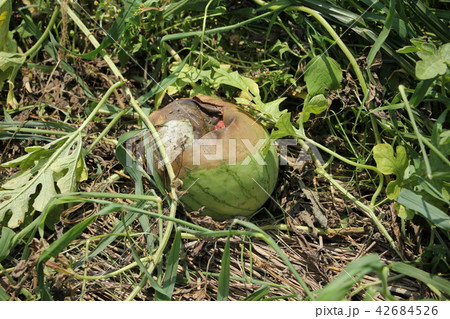 腐ったスイカ 腐ったスイカ 42684526