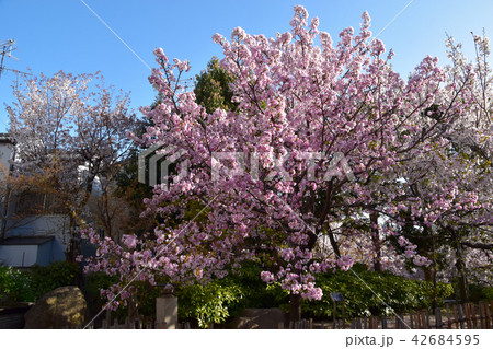 ササベザクラ　桜 42684595