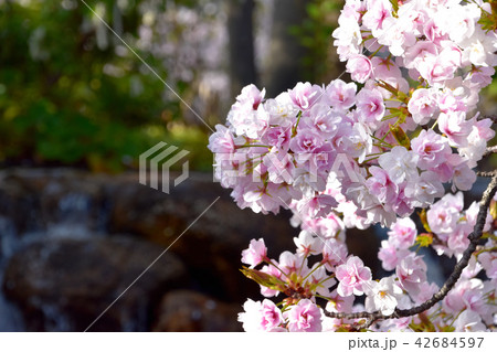 ササベザクラ 桜 ササベザクラ 桜 42684597