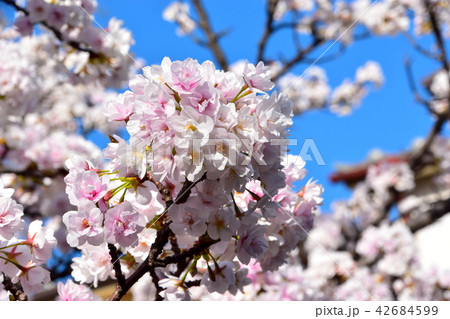 ササベザクラ　桜 42684599