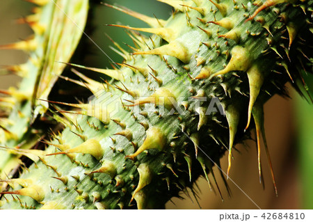 Wicker Tree with sharp thorns Wicker Tree with sharp thorns 42684810