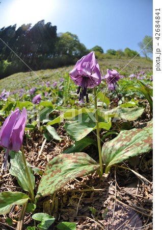 カタクリ群生 42684841