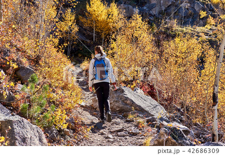 Tourist hiking in aspen grove at autumn 42686309