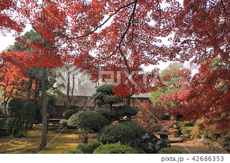 多福寺　紅葉 42686353