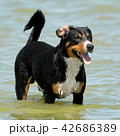 Portrait of the Bernese Mountain Dog 42686389
