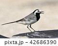 White wagtail 42686390