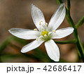 Small flower 42686417