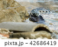 Water snake swallows fish 42686419