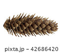 Fir cone isolated 42686420
