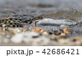 Water snake swallows fish 42686421