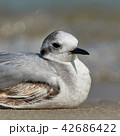 Seagull on the beach 42686422