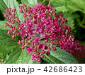 Spirea japonica 42686423
