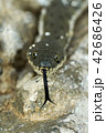 Water snake at the seashore 42686426